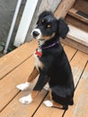 Puppy on the deck