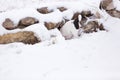 Puppy digging for rodent Royalty Free Stock Photo