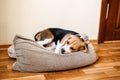 Puppy Diseases, Common Illnesses to Watch for in Puppies. Sick Beagle Puppy is lying on dog bed on the floor. Sad sick