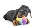 Puppy Doberman Pinscher