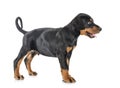 Puppy Doberman Pinscher