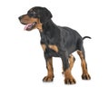 Puppy Doberman Pinscher