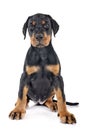 Puppy Doberman Pinscher