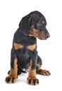 Puppy Doberman Pinscher