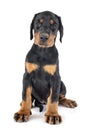 Puppy Doberman Pinscher