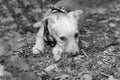 Puppy Dog Adoption Shy Animal Black And White Royalty Free Stock Photo