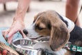 Puppy dog beagle drinking water from a bowl - small Beagle dog on the beach.