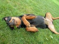 Puppy Dog Begs for Tummy Rub Royalty Free Stock Photo