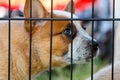 Puppy Dog behind bars Royalty Free Stock Photo