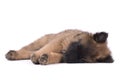 Puppy dog, Belgian Shepherd Tervuren, sleeping, studio background Royalty Free Stock Photo