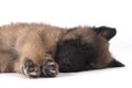 Puppy dog, Belgian Shepherd Tervuren, sleeping, studio background