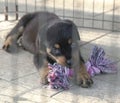 Puppy dog biting a toy inside cage