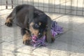 Puppy dog biting a toy inside cage Royalty Free Stock Photo