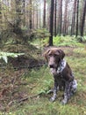 Puppy dog  breed German Shorthaired Pointer in the forest - Poland Royalty Free Stock Photo