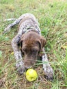 Puppy dog breed German Shorthaired Pointer