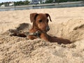 Puppy dog breed Pinscher brown resting on the beach in yellow sand