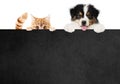 Puppy dog and cat pets together showing a black placard isolated on white background blank template and copy space, black friday Royalty Free Stock Photo