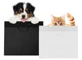 Puppy dog and cat pets together showing  black and silver shopping bags isolated on white background blank template and copy space Royalty Free Stock Photo