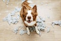 Puppy dog caught red-handed after bite and destroy a pillow at home. separation axiety disorder concept