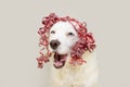 Puppy dog celebrating christmas, birthday or carnival with red ribbon making a funny face. Isolated on cream background