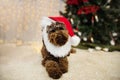 Puppy dog celebrating holidays under a christmas tree lights wearing a santa claus costume Royalty Free Stock Photo