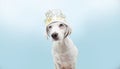 Puppy dog celebrating new year with a diadem disguise. Isolated on blue background