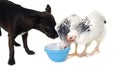 Puppy dog and chicken eating