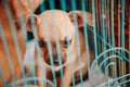 Puppy dog Chihuahua in cage