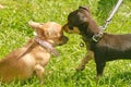 Puppy dog chihuahua couple