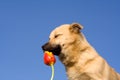 Puppy dog close eyes and smelling tulip