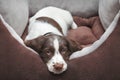 Puppy dog in comfy bed Royalty Free Stock Photo