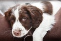 Puppy dog in comfy bed Royalty Free Stock Photo