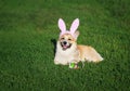 Puppy dog red Corgi lying in the bright green grass in funny pink rabbit ears with a basket of bright colored eggs on Easter cards