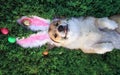 Portrait of a cute puppy dog Corgi lying in the green grass in the pink ears surrounded by colorful Easter eggs and pretty tongue