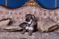 Puppy dog on the couch Royalty Free Stock Photo