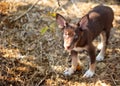 Puppy dog in the countryside hunting for rabbits on a summer afternoon