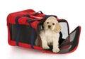 Puppy in a dog crate bag Royalty Free Stock Photo