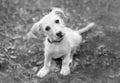 Puppy Dog Curious Confused Looking Adorable Black And White