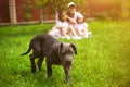 Puppy dog and defocused family with children in summer in the green garden Royalty Free Stock Photo