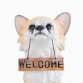 Puppy dog doll holding a wooden plate with word Royalty Free Stock Photo