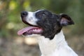 Puppy Dog Eager Curious Cute Outdoor Closeup Tongue Panting Royalty Free Stock Photo