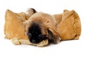 Puppy dog eating bone Royalty Free Stock Photo