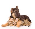 Puppy dog embracing little kittens. isolated on white background Royalty Free Stock Photo