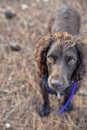 Puppy dog eyes purebreds spaniel Royalty Free Stock Photo