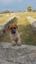 Puppy-dog eyes Royalty Free Stock Photo