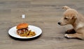 Puppy dog fastidious looking at and hypnotizes tasty hamburger Royalty Free Stock Photo