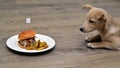 Puppy dog fastidious looking at tasty hamburger Royalty Free Stock Photo