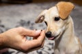 Puppy dog gets an goodie feed, training and reward Royalty Free Stock Photo