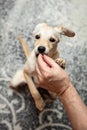 Puppy dog gets a goodie treat, training the pet