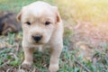 Puppy dog on green grass with sunset outside